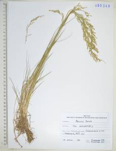 Poa palustris L., Siberia, Russian Far East (S6) (Russia)