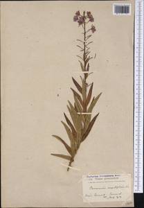 Chamaenerion angustifolium (L.) Scop., America (AMER) (Greenland)