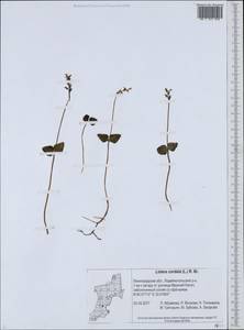 Neottia cordata (L.) Rich., Eastern Europe, North-Western region (E2) (Russia)