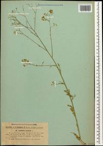 Lepidium meyeri subsp. meyeri, Caucasus, Armenia (K5) (Armenia)
