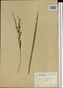 Carex acuta L., Eastern Europe, Central forest-and-steppe region (E6) (Russia)