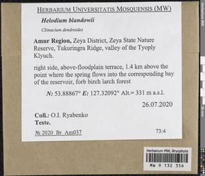 Helodium blandowii (F. Weber & D. Mohr) Warnst., Bryophytes, Bryophytes - Russian Far East (excl. Chukotka & Kamchatka) (B20) (Russia)