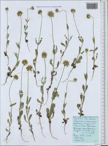 Lomelosia brachiata (Sm.) Greuter & Burdet, Crimea (KRYM) (Russia)