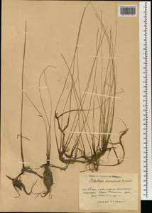 Eleocharis uniglumis (Link) Schult., South Asia, South Asia (Asia outside ex-Soviet states and Mongolia) (ASIA) (China)