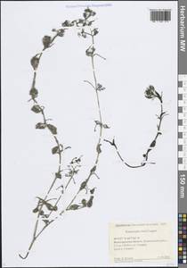 Ranunculus rionii Lagger, Eastern Europe, Lower Volga region (E9) (Russia)