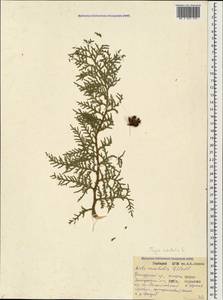 Platycladus orientalis (L.) Franco, Caucasus, Black Sea Shore (from Novorossiysk to Adler) (K3) (Russia)