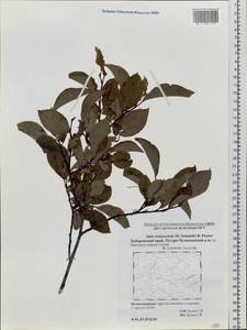 Salix jenisseensis (Fr. Schmidt) B. Floder., Siberia, Russian Far East (S6) (Russia)