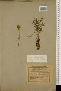 Candollea leptophylla (DC.) Yild., Caucasus, Azerbaijan (K6) (Azerbaijan)