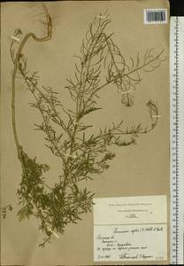 Descurainia sophia (L.) Webb ex Prantl, Eastern Europe, Central region (E4) (Russia)