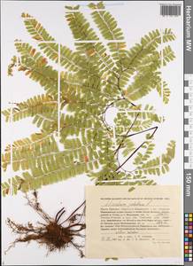 Adiantum pedatum L., Siberia, Russian Far East (S6) (Russia)