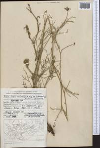 Seseli tenuisectum Regel & Schmalh., Middle Asia, Western Tian Shan & Karatau (M3) (Kyrgyzstan)