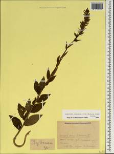 Asyneuma campanuloides (M.Bieb. ex Sims) Bornm., Caucasus, Krasnodar Krai & Adygea (K1a) (Russia)