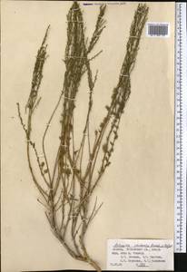 Artemisia vachanica Krasch. ex Poljakov, Middle Asia, Pamir & Pamiro-Alai (M2) (Tajikistan)
