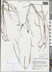 Poa irkutica Roshev., Siberia, Baikal & Transbaikal region (S4) (Russia)