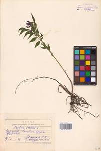 Lathyrus vernus (L.) Bernh., Eastern Europe, Lower Volga region (E9) (Russia)