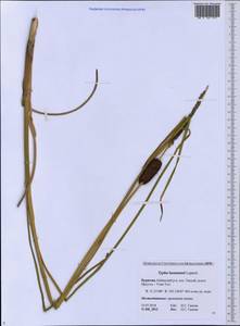 Typha laxmannii Lepech., Siberia, Baikal & Transbaikal region (S4) (Russia)
