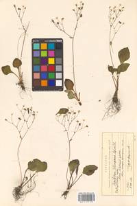 Micranthes tilingiana (Regel & Tiling) Kom., Siberia, Russian Far East (S6) (Russia)