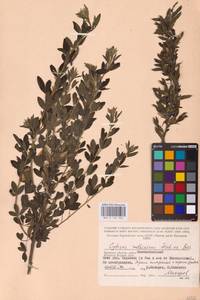 Chamaecytisus ruthenicus (Fisch. ex Woł.) Klásk., Eastern Europe, Western region (E3) (Russia)