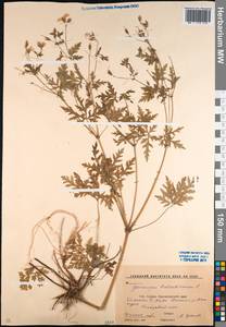 Geranium robertianum L., Caucasus, Krasnodar Krai & Adygea (K1a) (Russia)