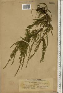 Calluna vulgaris (L.) Hull, Eastern Europe, North Ukrainian region (E11) (Ukraine)
