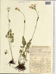 Thalictrum petaloideum L., Mongolia (MONG) (Mongolia)