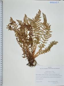 Dryopteris fragrans (L.) Schott, Siberia, Russian Far East (S6) (Russia)