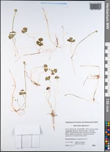 Coptidium lapponicum (L.) Á. Löve & D. Löve, Siberia, Russian Far East (S6) (Russia)