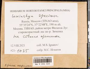 Lewinskya speciosa (Nees) F. Lara, Garilleti & Goffinet, Bryophytes, Bryophytes - Moscow City & Moscow Oblast (B6a) (Russia)