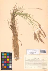 Agrostis stolonifera L., Eastern Europe, South Ukrainian region (E12) (Ukraine)