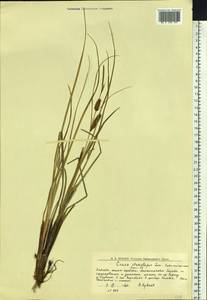 Carex rostrata var. rostrata, Eastern Europe, Northern region (E1) (Russia)