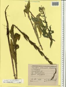 Oenothera ×rubricaulis Kleb., Eastern Europe, Volga-Kama region (E7) (Russia)