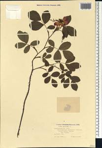 Rosa gallica L., Caucasus, Black Sea Shore (from Novorossiysk to Adler) (K3) (Russia)