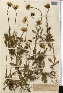 Tanacetum richterioides (C. Winkl.) K. Bremer & Humphries, Middle Asia, Northern & Central Tian Shan (M4) (Kazakhstan)