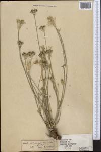Libanotis turkestanensis M. Hiroe, Middle Asia, Western Tian Shan & Karatau (M3) (Kazakhstan)