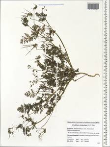 Erodium cicutarium, Siberia, Baikal & Transbaikal region (S4) (Russia)