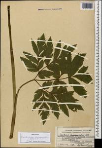 Selinum physospermifolium (Albov) Hand, Caucasus, Stavropol Krai, Karachay-Cherkessia & Kabardino-Balkaria (K1b) (Russia)