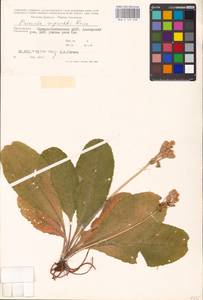Primula ruprechtii Kusnezowa ex Lipsky, Caucasus, North Ossetia, Ingushetia & Chechnya (K1c) (Russia)