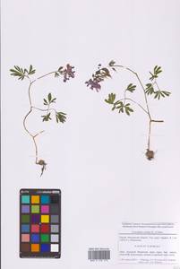 Corydalis solida (L.) Clairv., Eastern Europe, Moscow region (E4a) (Russia)