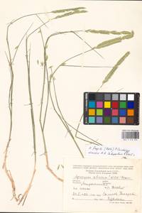 Agropyron fragile (Roth) P.Candargy, Eastern Europe, Lower Volga region (E9) (Russia)