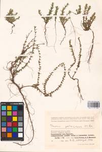MHA 0 157 283, Thymus pallasianus Heinr.Braun, Eastern Europe, Lower Volga region (E9) (Russia)