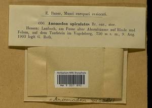 Anomodontopsis rugelii (Müll. Hal.) Ignatov & Fedosov, Bryophytes, Bryophytes - Western Europe (BEu) (Germany)