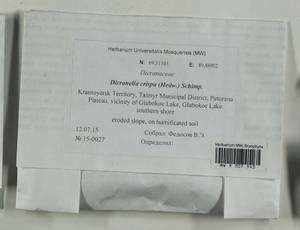 Dicranella crispa (Hedw.) Schimp., Bryophytes, Bryophytes - Krasnoyarsk Krai, Tyva & Khakassia (B17) (Russia)