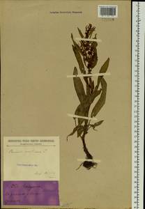 Rumex maritimus L., Siberia, Baikal & Transbaikal region (S4) (Russia)