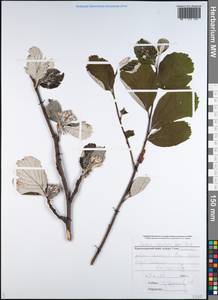 Sorbus subfusca (Ledeb. ex Nordm.) Boiss., Caucasus, Black Sea Shore (from Novorossiysk to Adler) (K3) (Russia)