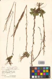 Arabis hirsuta (L.) Scop., Eastern Europe, Estonia (E2c) (Estonia)