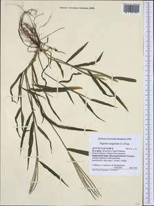 Digitaria sanguinalis (L.) Scop., Western Europe (EUR) (Bulgaria)