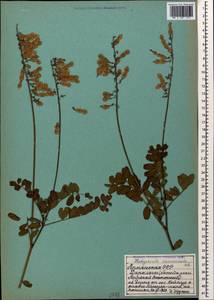 Hedysarum caucasicum M.Bieb., Caucasus, Armenia (K5) (Armenia)