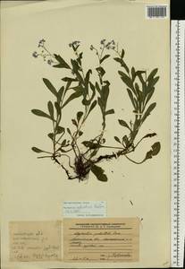 Myosotis sylvatica Ehrh. ex Hoffm., Eastern Europe, Moscow region (E4a) (Russia)