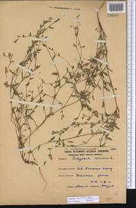 Polygonum arenastrum Boreau, Middle Asia, Northern & Central Kazakhstan (M10) (Kazakhstan)