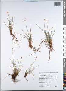 Carex simpliciuscula Wahlenb., Siberia, Russian Far East (S6) (Russia)